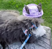 吾自然寵物狗狗帽子貓咪夏季遮陽(yáng)漁夫帽漏耳朵可調節防脫落頭盔拍照神器 紫色 漁夫帽 L（頭圍41cm適用15-45斤左右寵物） 曬單實(shí)拍圖