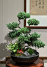 Only you【2小時(shí)達】五層塔松盆栽青松綠植松樹(shù)盆景室內植物開(kāi)業(yè)生日喬遷 桃李滿(mǎn)天下【精致造景雙株塔松盆景】送老師推薦 曬單實(shí)拍圖
