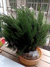 致薈樹(shù)柏樹(shù)樹(shù)苗塔柏側柏龍柏庭院行道風(fēng)景大樹(shù)園林工程綠化喬木四季常青 精品塔柏【高度40cm】1棵 基地現挖/量大優(yōu)惠 曬單實(shí)拍圖
