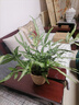 阿波線(xiàn)蕨火焰鳥(niǎo)巢蕨銀線(xiàn)蕨植物蕨類(lèi)觀(guān)賞四季常青好養綠植盆栽室內 阿波線(xiàn)蕨+草編籃子 無(wú)規格 曬單實(shí)拍圖