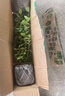 帶土球發(fā)貨藍莓苗藍莓樹(shù)苗帶花帶果發(fā)貨盆栽地栽庭院陽(yáng)臺當年結果 L6【6年大苗當年結果】 曬單實(shí)拍圖