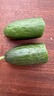 京鮮生 山東水果小黃瓜 凈重5斤單果80g+ 健康輕食 源頭直發(fā) 曬單實(shí)拍圖