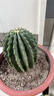 SUNKAI無(wú)刺王冠龍仙人球易開(kāi)花多肉植物室內陽(yáng)臺仙人掌盆栽 無(wú)刺王冠龍10-11厘米 曬單實(shí)拍圖