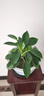 想開(kāi)大葉綠公主金鉆盆栽辦公室內客廳四季常綠好養易活植物桌面綠植 [大株樁包成活]金鉆一盆 曬單實(shí)拍圖