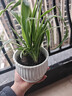 金邊吊蘭植物室內好養花卉盆栽吸除去面綠植甲醛水養15-25厘米高 金邊吊蘭+【條紋陶瓷盆】送肥料 曬單實(shí)拍圖