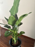 雙盟天堂鳥(niǎo)大型植物客廳綠植盆栽辦公室內鶴望蘭好養落地網(wǎng)紅源頭直發(fā) 曬單實(shí)拍圖