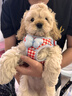 寵小曼新款狗狗貓咪牽引繩胸背帶花花蝴蝶結套裝透氣遛狗繩比熊泰迪M碼 曬單實(shí)拍圖