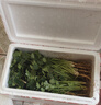【東東買(mǎi)菜】山東新鮮香菜山東香菜火鍋菜芫荽綠色蔬菜農家種植 綠色 整箱1斤香菜 曬單實(shí)拍圖