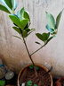 臨雅八角樹(shù)樹(shù)苗盆栽廣西大紅羅馬嫁接大苗食用大料南方北方種植茴香樹(shù) 木王嫁接八角樹(shù)苗1顆【50-65cm】 曬單實(shí)拍圖