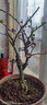 旺之春海棠花苗盆栽樹(shù)苗盆景重瓣老樁庭院綠植物室內花卉四季開(kāi)花好養 十五年老樁【品種備注】帶土帶葉發(fā)貨 不含盆 曬單實(shí)拍圖