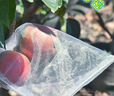 yuanyiba水果套袋防烏防蟲(chóng)專(zhuān)用網(wǎng)袋桃子番茄番石榴蘋(píng)果梨子芒果柿子保護袋 曬單實(shí)拍圖