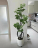 植男植女鴨腳木綠植客廳大型盆栽落地室內高級感真好養發(fā)財造型掌源頭直發(fā) 曬單實(shí)拍圖