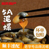 陸龍5A黃泥螺粒大脂豐即食野生醉泥螺古法制作寧波特產(chǎn)老字號海鮮水產(chǎn) [冷凍 ]5A黃泥螺300g*1瓶 曬單實(shí)拍圖