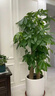 Only you【2小時(shí)達】發(fā)財樹(shù)金錢(qián)樹(shù)散尾葵天堂鳥(niǎo)福祿桐室內盆栽開(kāi)業(yè)新年花 步步高發(fā)財樹(shù) 曬單實(shí)拍圖