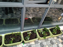 愛(ài)麗思（IRIS）種植盆菜盆陽(yáng)臺大花盆特大號樹(shù)脂長(cháng)方形種菜盆蔬菜種植箱園藝整箱 【6個(gè)裝】深型500綠色 曬單實(shí)拍圖