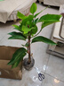 意軒白蘭花盆栽黃桷蘭嫁接白蘭花苗十里飄香蘭花樹(shù)苗黃蘭盆栽地栽苗 白蘭6年苗【帶花苞】 曬單實(shí)拍圖