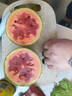 手撕小西瓜小糖丸冰激淋西瓜新鮮水果紅瓤熟瓜薄皮甜瓜孕婦禮盒 顆顆甄選-4枚禮盒裝 曬單實(shí)拍圖