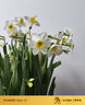 花行榜年宵花卉室內外冬季水培綠植物盆栽 漳州水仙花5球源頭直發(fā) 曬單實(shí)拍圖