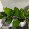 【綠蘿盆栽】吸甲醛凈化空氣水培綠植物懶人花卉好養搬家禮物全 【爆款2盆】綠蘿+白色南瓜盆自吸水 整體含盆高度20-25cm 曬單實(shí)拍圖