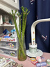 京悠雨帶根文昌竹龍竹觀(guān)音竹轉運竹富貴竹植物水養客廳室內盆栽水培綠植 龍竹-45厘米-6支(人丁興旺步步高升) 不含盆 曬單實(shí)拍圖