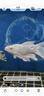 純種臺灣蝴蝶鯉魚(yú)好養耐活淡水冷水觀(guān)賞魚(yú)金魚(yú)錦鯉大尾大鰭活體 精品貴妃白普身【12-15厘米1條 曬單實(shí)拍圖
