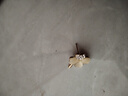 伊黛兒合成貓眼石四葉草耳釘女夏季小眾高級感氣質(zhì)耳飾耳環(huán)2026年新款潮 四葉草水鉆耳釘E0905 曬單實(shí)拍圖