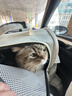 阿柴與貓貓包外出便攜超大號雙肩背包貓咪狗狗寵物包手提車(chē)載籠可折疊貓袋 曬單實(shí)拍圖