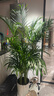 植男植女客廳綠色植物散尾葵大型綠植鳳尾竹室內盆栽夏威夷竹好養源頭直發(fā) 曬單實(shí)拍圖