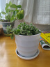 碰碰香一抹香辦公室醒目防蚊植物凈化空氣室內外綠植桌面四季盆栽 碰碰香1盆【原土帶白塑紋色盆】 曬單實(shí)拍圖