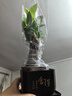 【帶盆高度約15-25cm】發(fā)財樹(shù)盆栽室內植物客廳辦公室吸甲醛好養 單桿發(fā)財樹(shù)+塑料四方舍得盆+小方底座 花盆直徑約8cm 曬單實(shí)拍圖