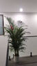 愛(ài)優(yōu)尚散尾葵植物盆栽客廳大型綠植室內落地辦公室好養鳳尾竹源頭直發(fā) 曬單實(shí)拍圖