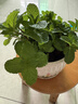 花翁盆栽可食用綠植四季香草植物葉 大盆薄荷（郁金香瓷盆）源頭直發(fā) 曬單實(shí)拍圖