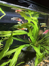 寵小俠小型熱帶魚(yú)斑馬魚(yú)燈科魚(yú)魚(yú)苗活體觀(guān)賞魚(yú)淡水好養耐活寶蓮燈孔雀魚(yú) 七彩斑馬25條（20送備損5條） 曬單實(shí)拍圖