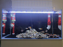 吉印刀鋒X魚(yú)缸增艷燈led燈照明防水紅龍增色燈鸚鵡魚(yú)發(fā)色燈rgb三基色 刀鋒xpro升級款 可定時(shí)丨調光 73cm 順豐快遞丨送貨上門(mén) 曬單實(shí)拍圖