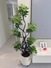 植男植女鴨腳木綠植客廳大型盆栽落地室內高級感真好養發(fā)財造型掌源頭直發(fā) 曬單實(shí)拍圖