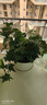 常春藤盆栽室內綠植吊蘭垂吊植物陽(yáng)臺凈化甲醛四季常青好養爬藤花 精選常春藤【原土盆*2】藤長(cháng)15-30cm 曬單實(shí)拍圖