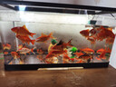 寵小島桌面生態(tài)魚(yú)缸小型客廳過(guò)濾制氧一體機新款家用烏龜金魚(yú)缸 大號黑色【豪華造景款】 曬單實(shí)拍圖
