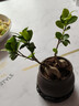 人參榕樹(shù)苗老樁金錢(qián)榕室內四季常青植物書(shū)房桌面中式禪意小盆景 A級精品小榕樹(shù)+靜字紫砂盆+圓底座+苔蘚+液 曬單實(shí)拍圖