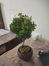 京悠雨小葉赤楠盆景老樁樹(shù)苗盆栽金絲楠木小苗植物含花盆綠植辦公室擺件 小葉赤楠+舍得陶瓷盆/含盆 含盆 曬單實(shí)拍圖