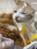 格吾安貓主食罐貓濕糧成貓鮮肉慕斯冰淇淋舔舔質(zhì)地雞?；旌?5g*6罐 曬單實(shí)拍圖