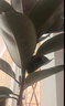 植男植女S型黑金剛橡皮樹(shù)真大型盆栽客廳室內綠植1.6-1.8聚寶盆源頭直發(fā) 曬單實(shí)拍圖