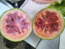 手撕小西瓜小糖丸冰激淋西瓜新鮮水果紅瓤熟瓜薄皮甜瓜孕婦禮盒 顆顆甄選-4枚禮盒裝 曬單實(shí)拍圖