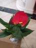 愛(ài)你一萬(wàn)年水培紅掌白掌盆栽一帆風(fēng)順花卉植物室內好養綠植鴻運當 特級紅掌1-3朵花(原盆)+營(yíng)養液 曬單實(shí)拍圖