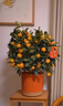 年桔【年宵花】碩果累累金元寶金桔盆栽1盆新年送人 曬單實(shí)拍圖