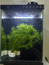 瘋狂水草魚(yú)缸水草植物直接入缸魚(yú)缸水草入門(mén)種植環(huán)蜈蚣草*2 源頭直發(fā)包郵 曬單實(shí)拍圖