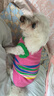 MIKI PAD狗狗衣服春秋薄款背心貓咪衣服寵物毛衣中小型犬比熊泰迪雪納瑞 彩虹條紋毛衣 2XL 胸圍53cm(參考體重20-26斤) 曬單實(shí)拍圖