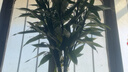 年宵花富貴竹春節水養花卉轉運竹水培植物盆栽過(guò)年裝飾年貨綠植 10枝-65cm富貴竹 標準 曬單實(shí)拍圖