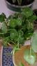 銅錢(qián)草水培盆栽室內室外花卉招財金錢(qián)草綠植吸甲醛綠植大葉子植物 土培水培銅錢(qián)草2盆帶葉子 曬單實(shí)拍圖