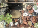 LZJV烏龜曬臺曬背石天然鵝卵石魚(yú)缸造景原石頭爬寵露臺爬臺扁石超大塊 【曬臺】11-13厘米1個(gè)裝【大小偏大】 曬單實(shí)拍圖