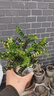 驅蚊蟲(chóng)清香胡椒木盆栽防蚊室內綠植外四季好養凈化空氣 清香木 （2年苗）15-20cm營(yíng)養袋+肥料 曬單實(shí)拍圖